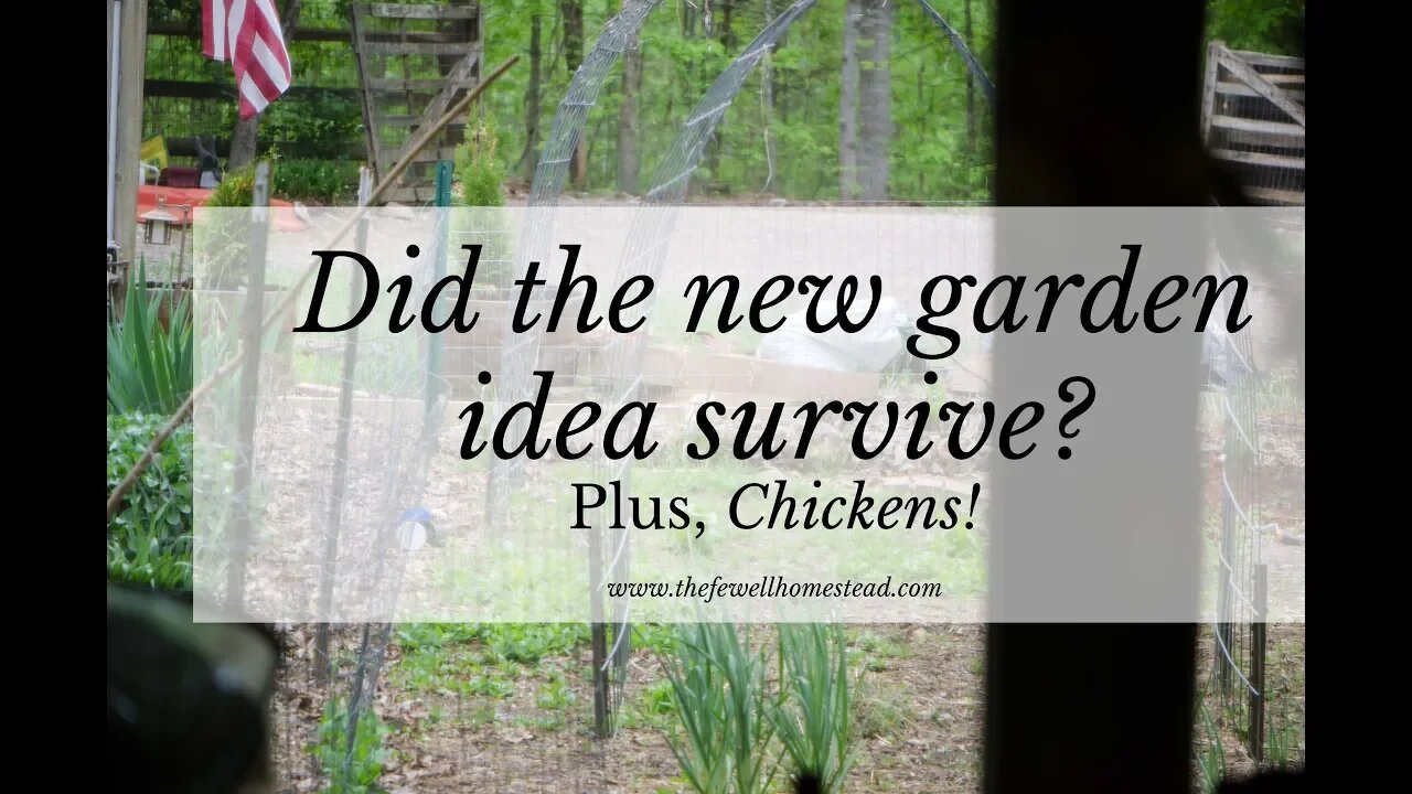 Did the New Garden Survive? Plus, Chickens!