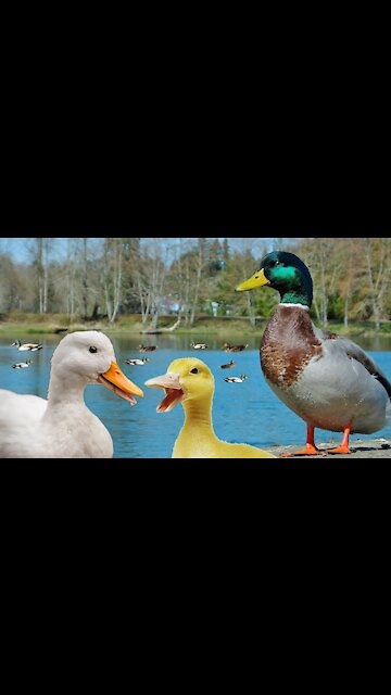 Som de Pato - Patinhos na Lagoa - Duck Sound