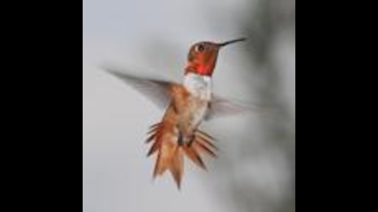 Interesting Facts About Hummingbirds 1