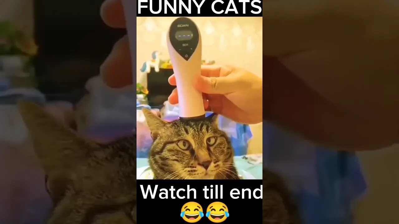 Most funny cat videos 😺🐈 Funny cat videos 2023 #Shorts #viral