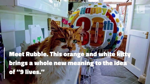 Cat Believed To Be Oldest in World Celebrates 137th Birthday in Human Years