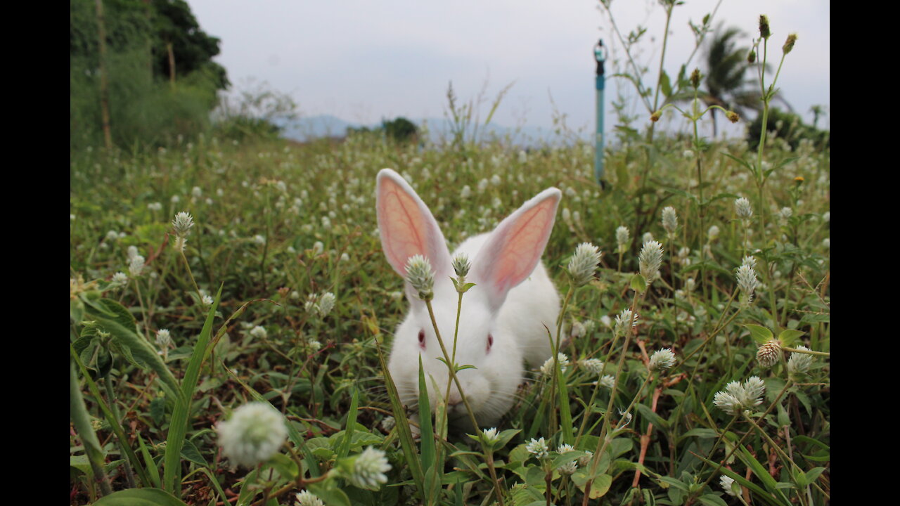 Cute Rabbit eating grass outdoor, Rabbit test out Box