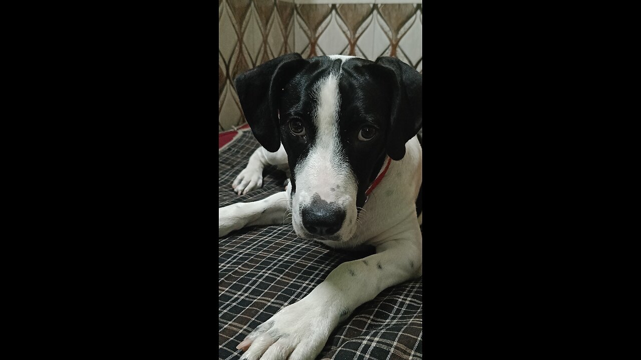 Playing with my naughty dog