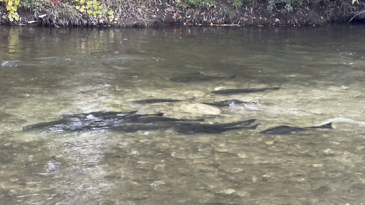 Beautiful Humber River Salmon group spawning