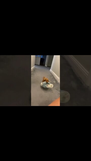 Work Hard to find Peace , #short