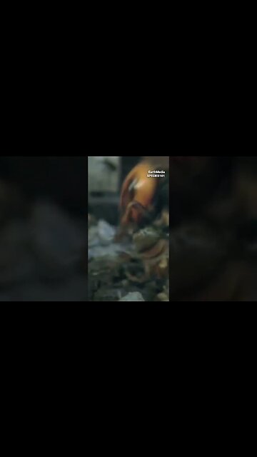 Who Would Win the Battle Between Giant Hornet vs Honey Bee?