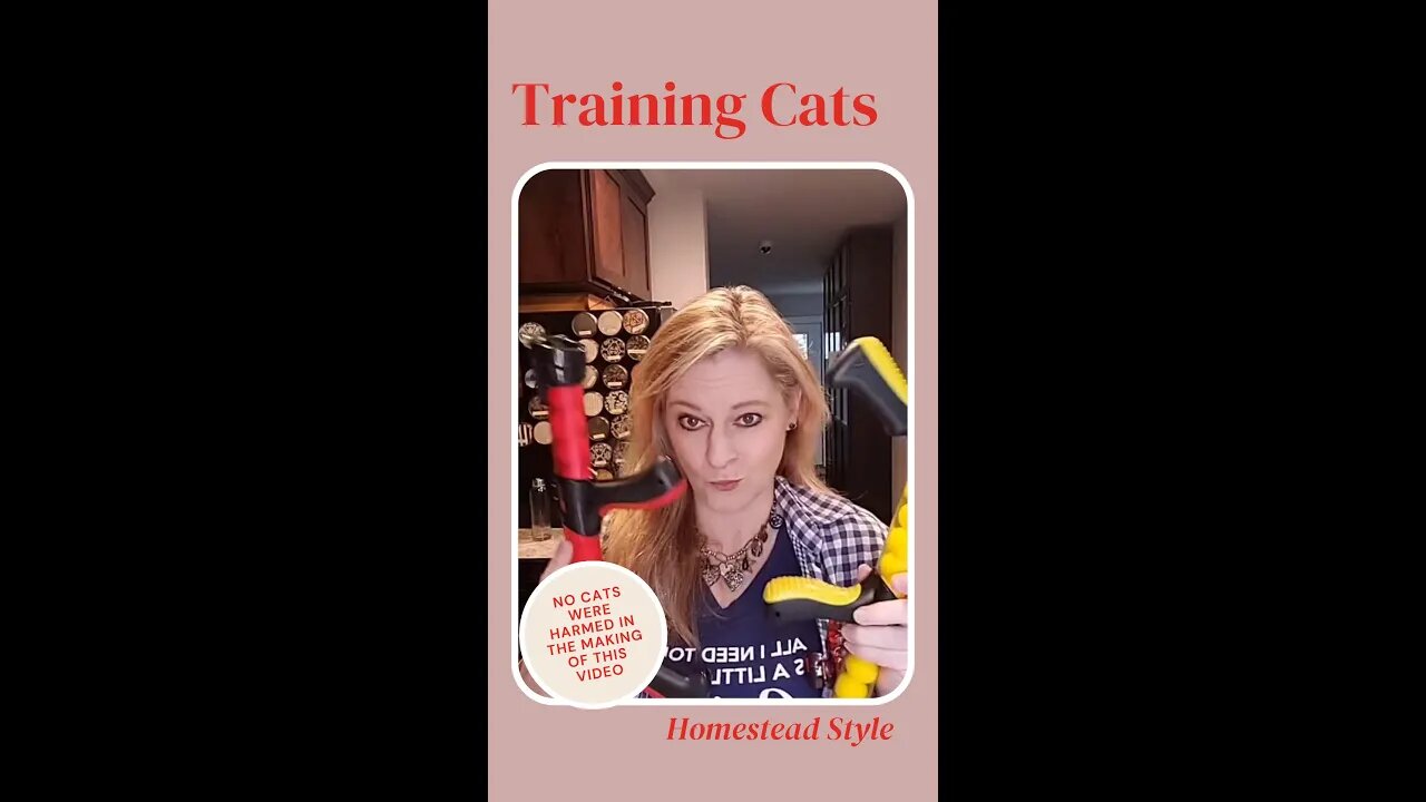 Training Cats to Save Your Sanity - The Funny Version