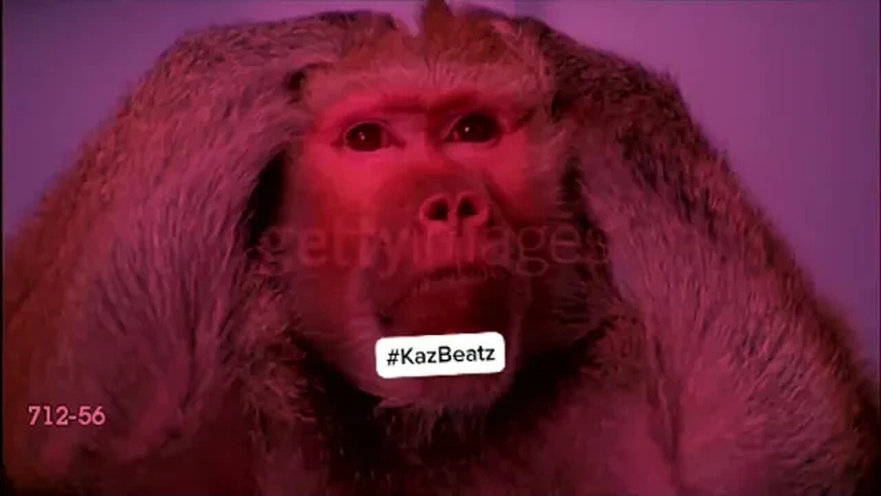 #tiktok #love #instagram #musically #memes #monkey #follow #like #tiktokmemes #viral #trending #indi