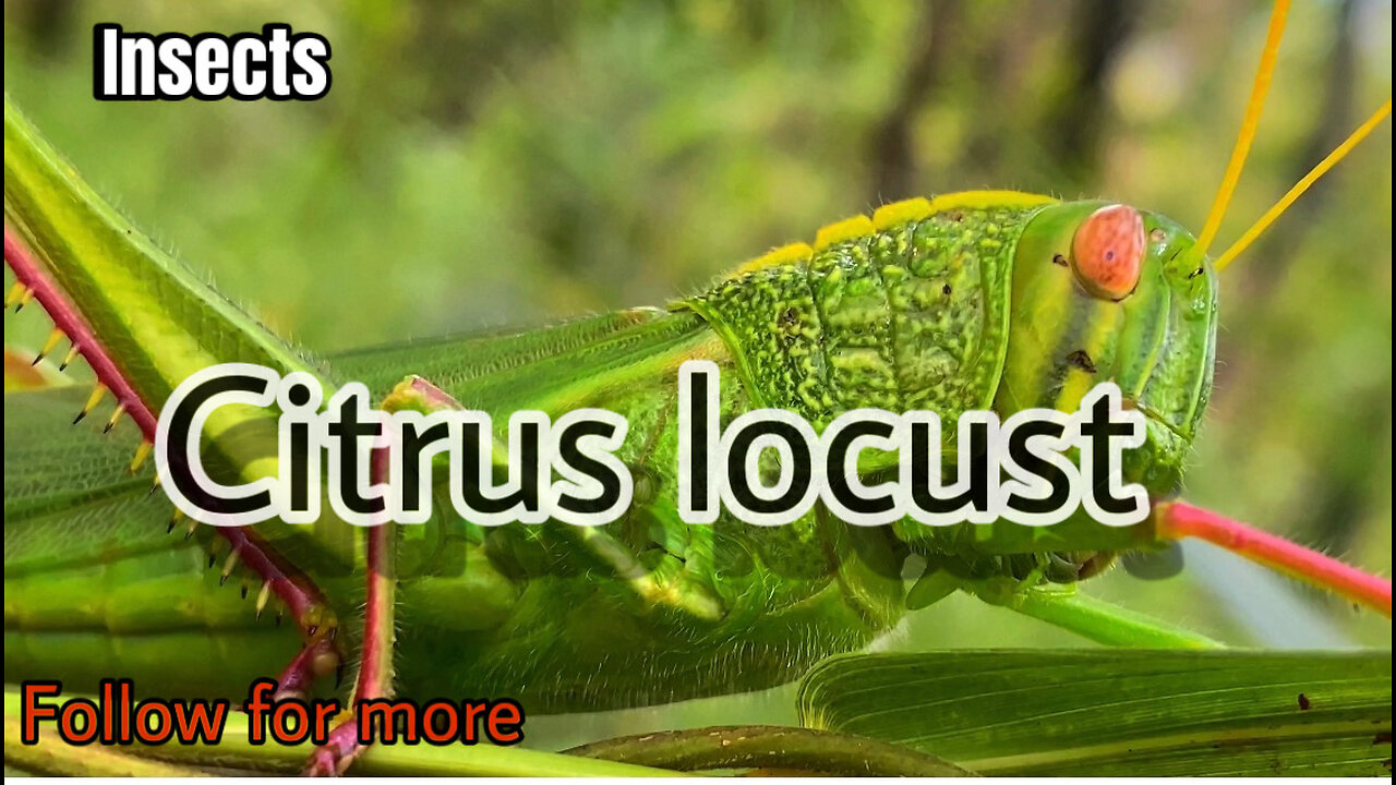 Citrus locust. Insects