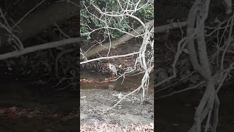 look at this nerd #shorts #animals #naturevideos