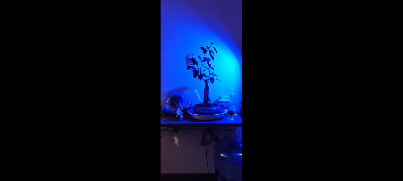 bonsai plant it's part of the species it's not a true bonsai