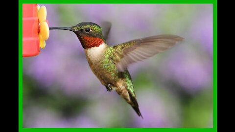 Hummingbird at Mt Pocono