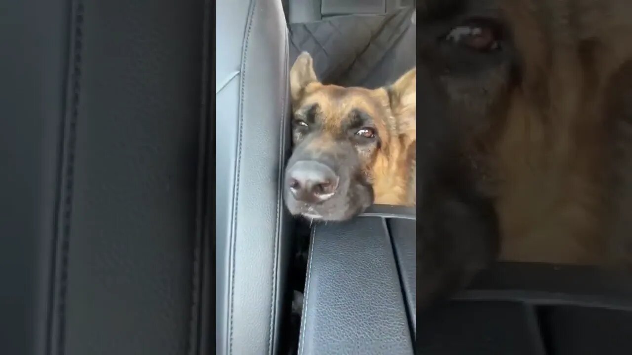 What this Dog is teaching you ? ...# short