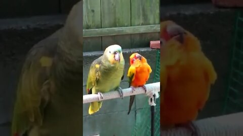 Parrot Looks For Attention