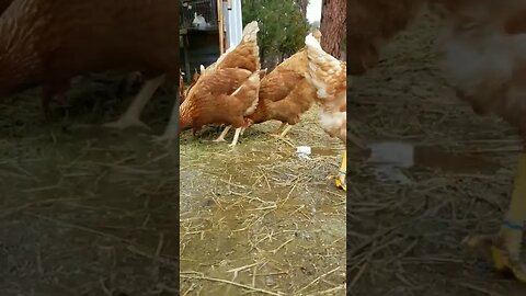 #rainyday #spring #chickens #freerange #layers #homesteading #homestead #farmanimals #homesteadlife