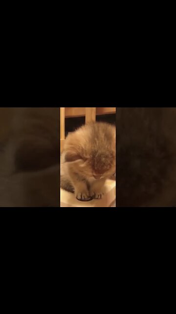 gemoy banget kucingnya ngantuk | cute cat