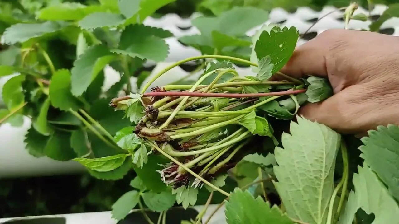 Proses Pemeliharaan Pembibitan Strawberry dengan Sulur (Stolon) yang di Putus dari Tanaman Induknya