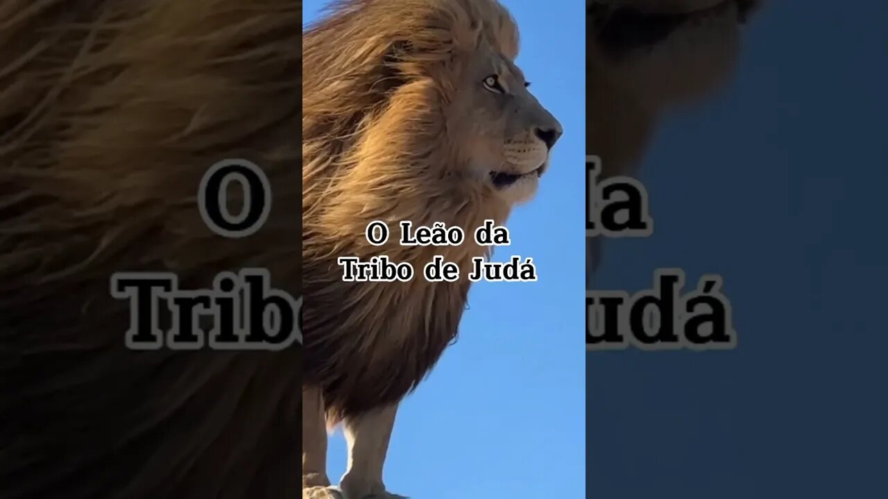 O Leão da Tribo de Judá #leaodatribodejuda