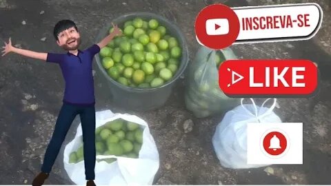 🌵Confira nossa difícil jornada para pegar umbu, veja como foi difícil encontrar certo Umbuzeiro 🌵