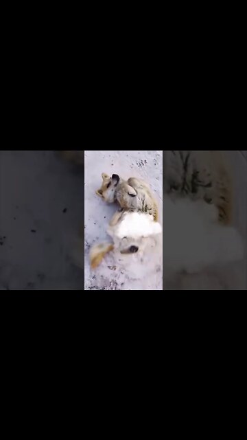 1Min Animal World #dogs #cats #pet