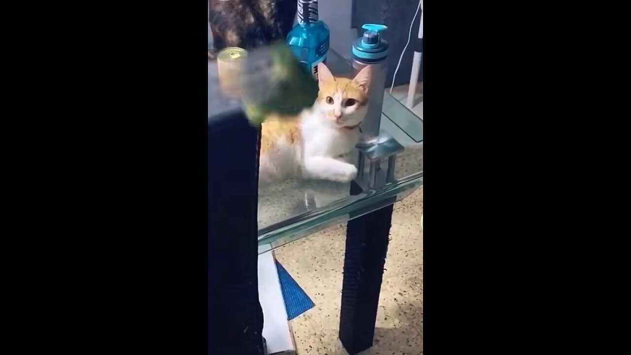 Cat Video On TikTok!!