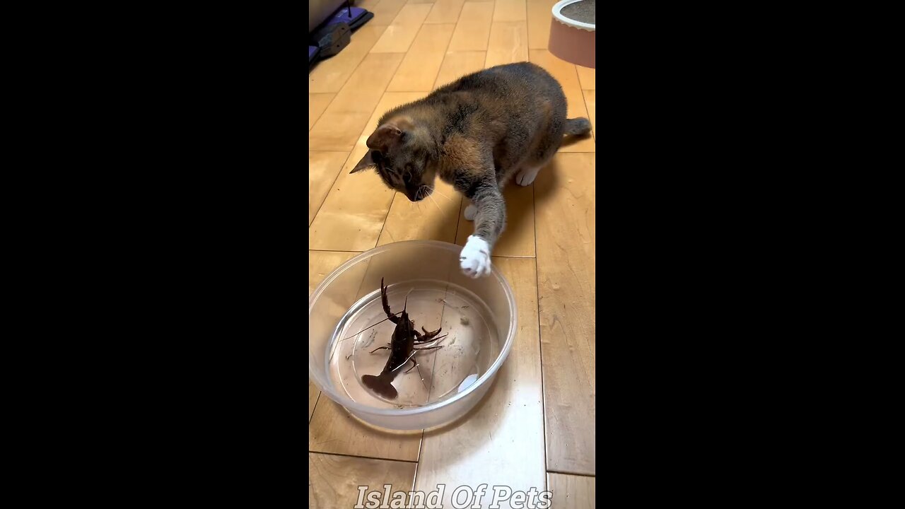 Funny Video😂😂: Cats and Dogs Unleashed - Hilarious Pet Antics Galore!