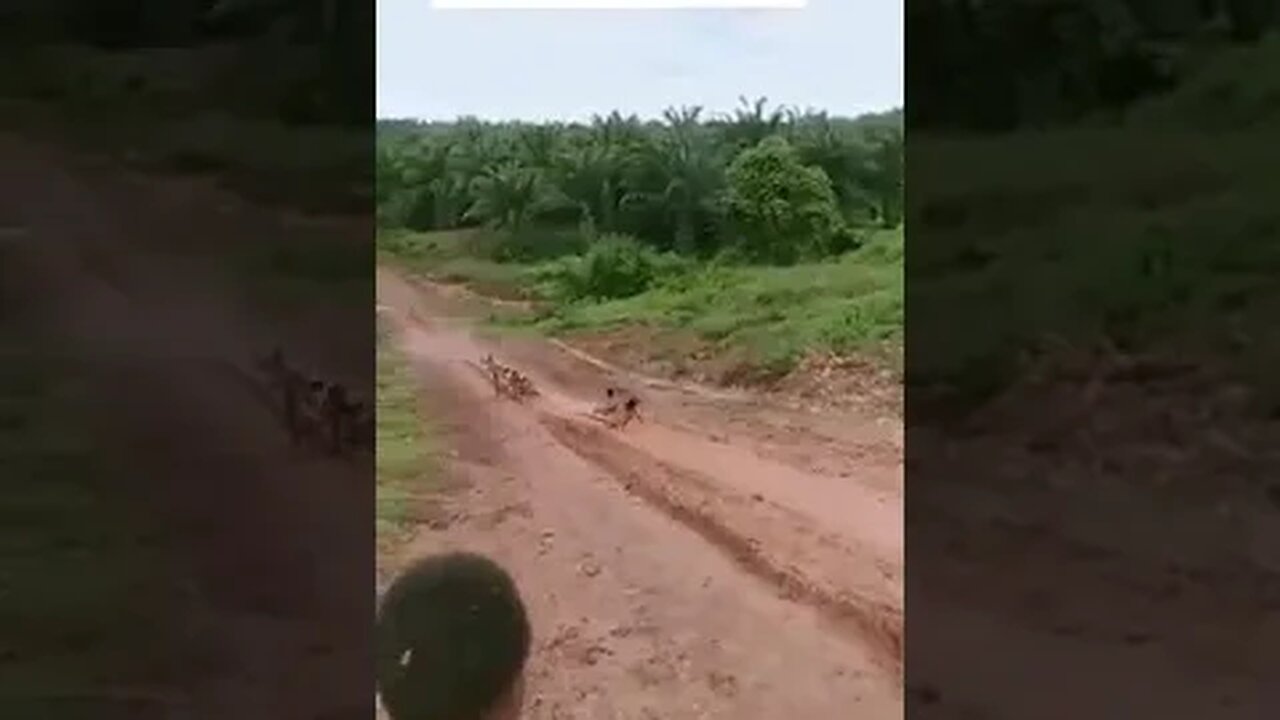 L’on sait bien que dans une fratrie rien n’est jamais vraiment totalement simple : ni tout noir