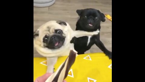 Pugs crazy fight over treats!!