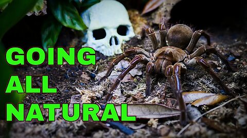 I'm DITCHING Basic Tarantula Husbandry - HERE'S WHY!