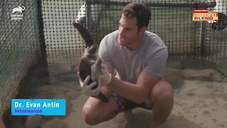 World Wild Vet | Morning Blend