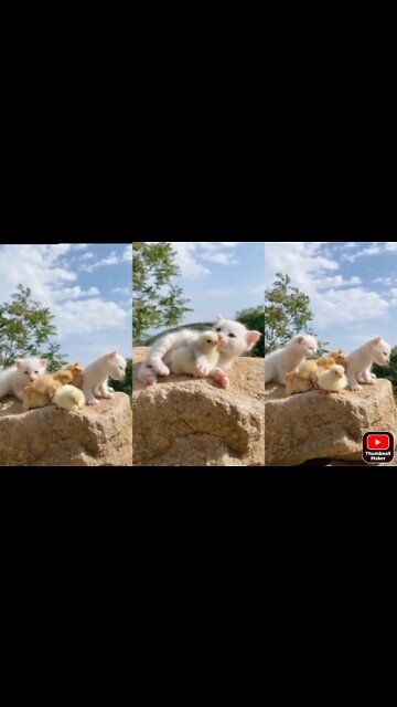 Baby cat or baby cock playing togather / cat baby video