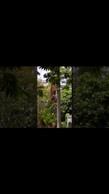 Most Amazing and trending video||relaxing your mind||trendig videos|| #shorts #trending #viral #live