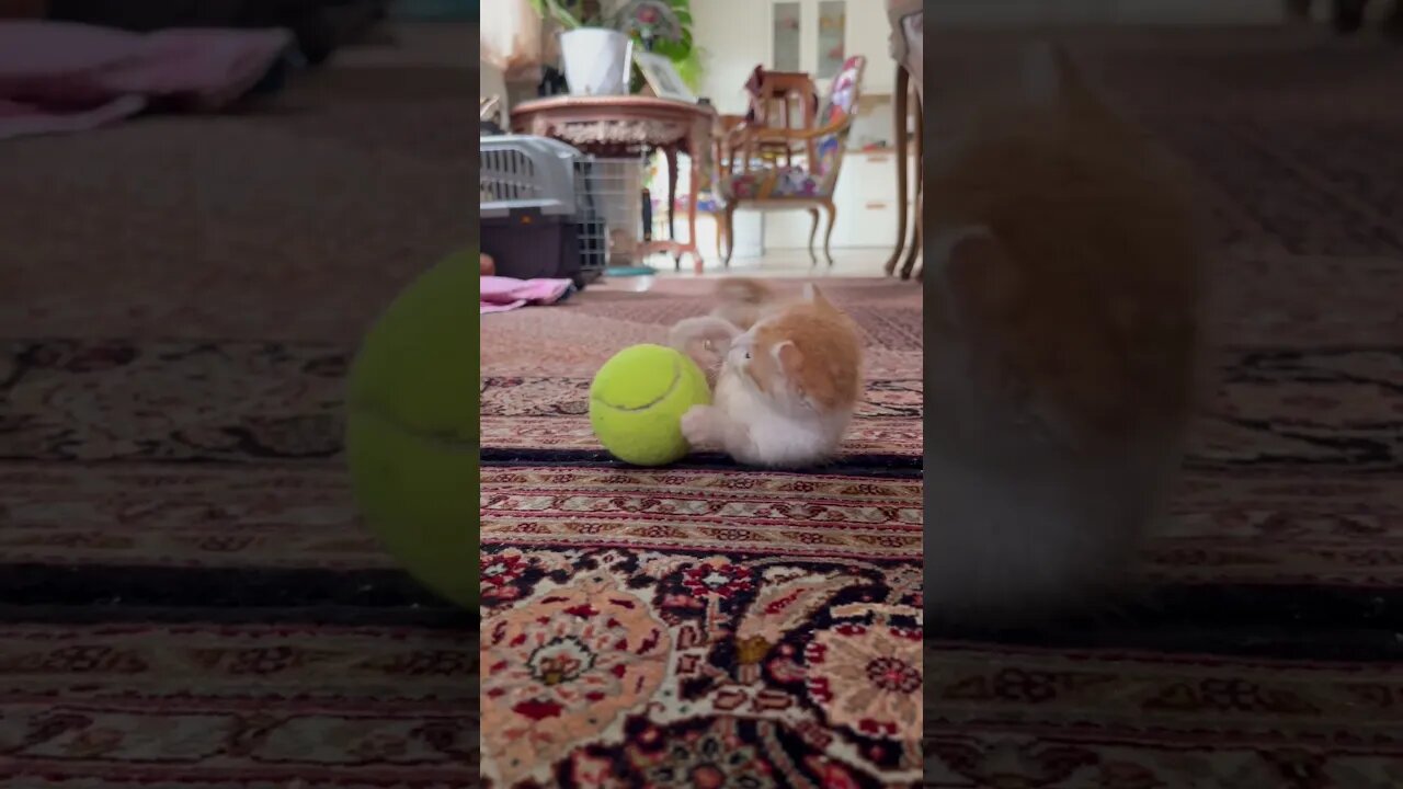 Little kitten play with tennis ball 😻