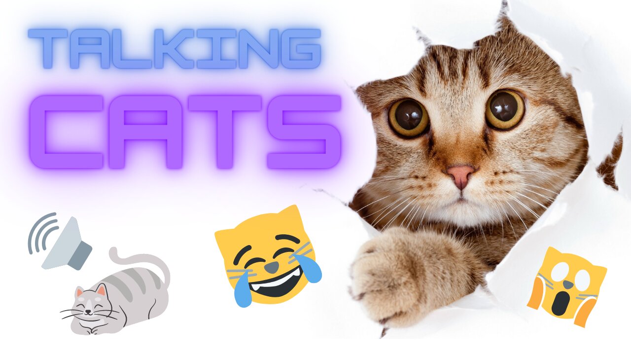 Talking Cats Have Lots To Say | Cat Chat