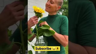 Smells like SUNSHINE 🌻😂 #shorts #viral #trending #tiktok #garden