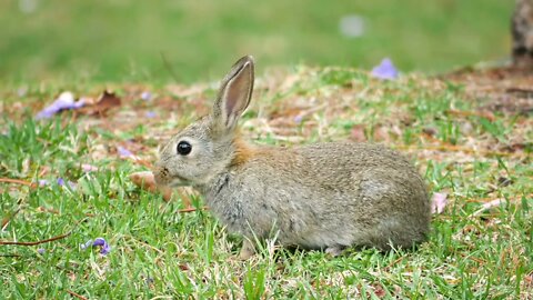 The way the hare eats is so cute