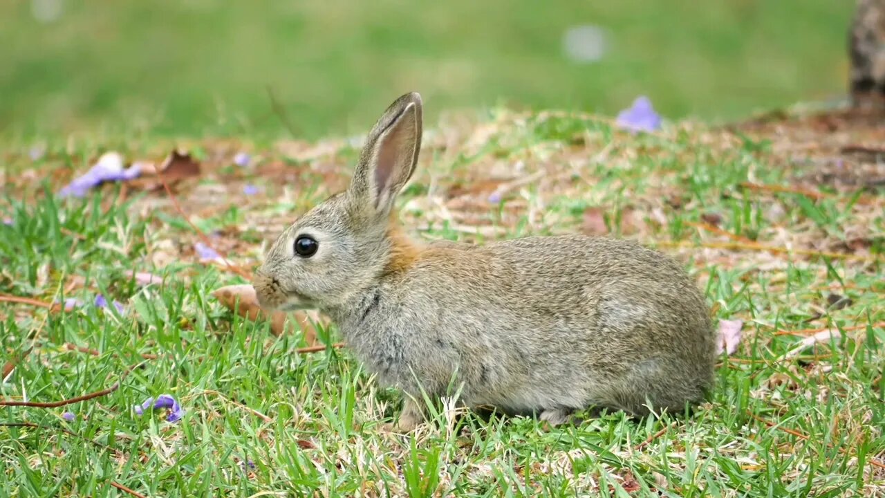 The way the hare eats is so cute