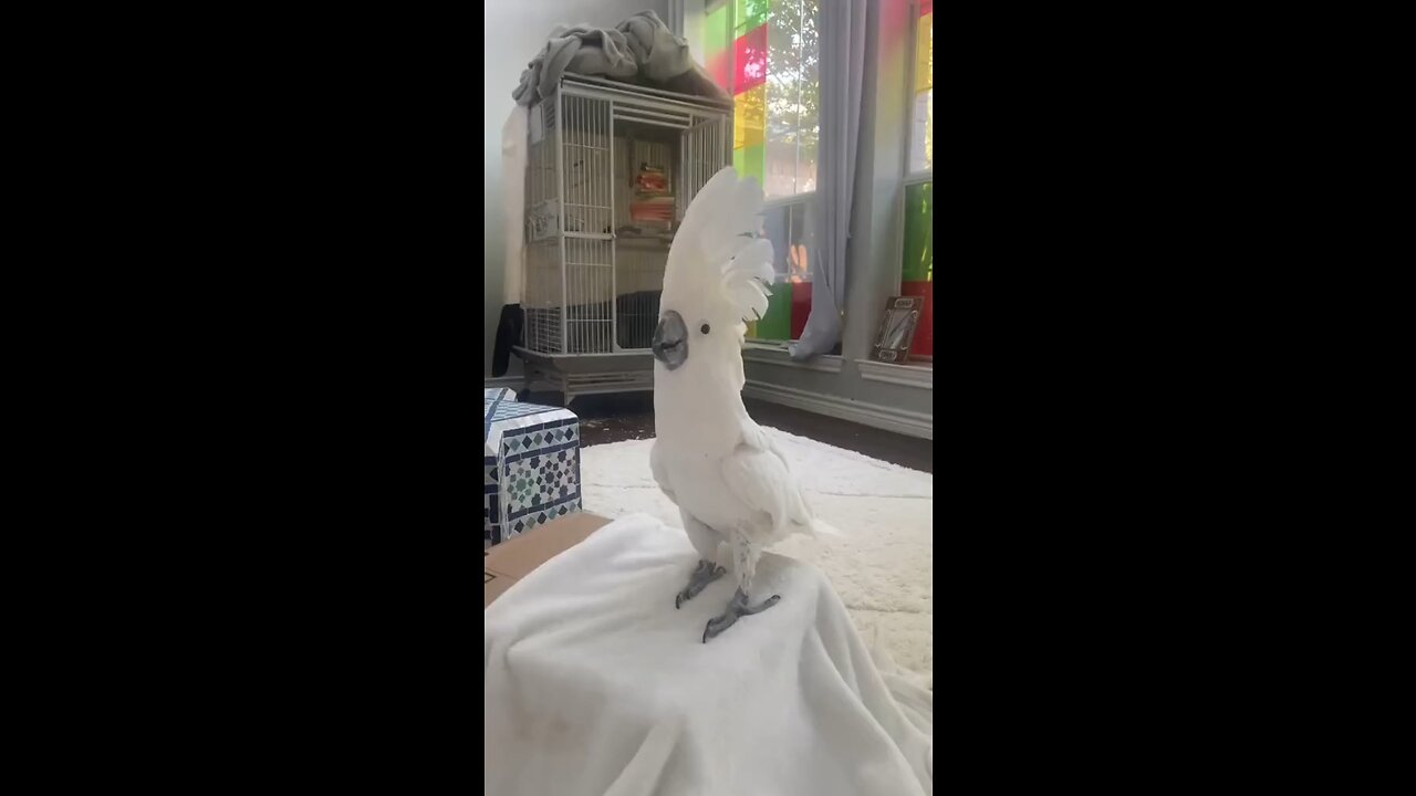 Funny parrot sexy dance