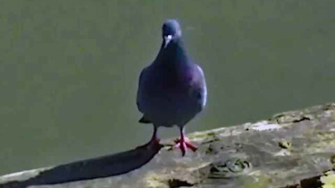 IECV NV #14 - 👀 Pigeons - Rock Doves On A Log In The Water 3-16-2014