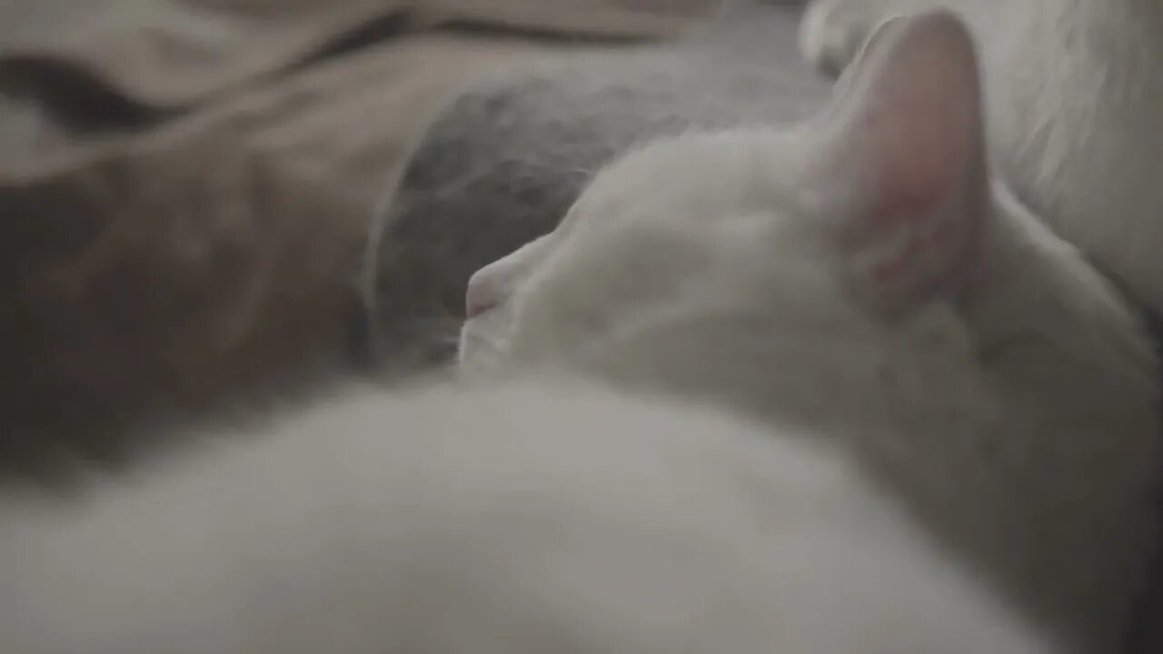 Noty Pets Video And Very Beautiful Pets