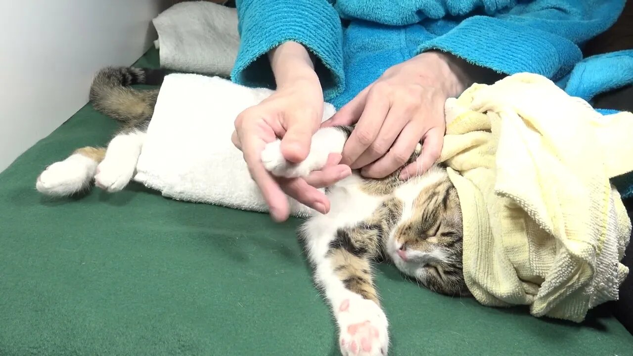 Funny Cay Gets a Paw Massage to Fight Stress