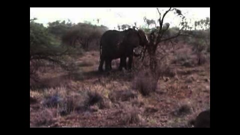 Kenya 2006