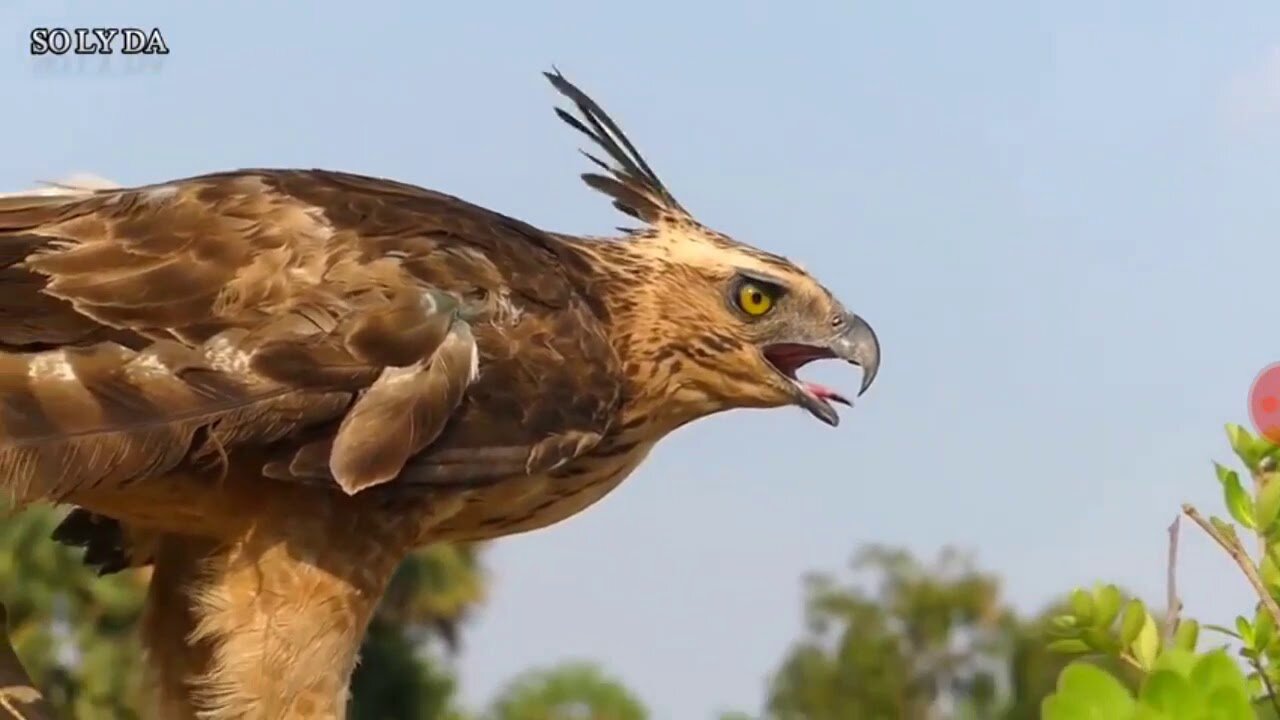 شاهد فرخة تدافع عن صغارها أمام صقر مفترس.HD...Real Eagle Attack Chicken Hom Eagle