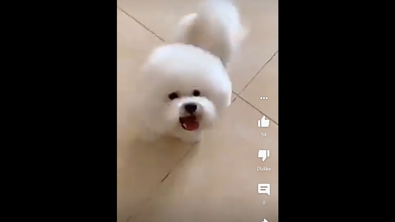 Funny Dog