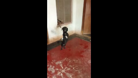 my pets affection on meeting after 1 month