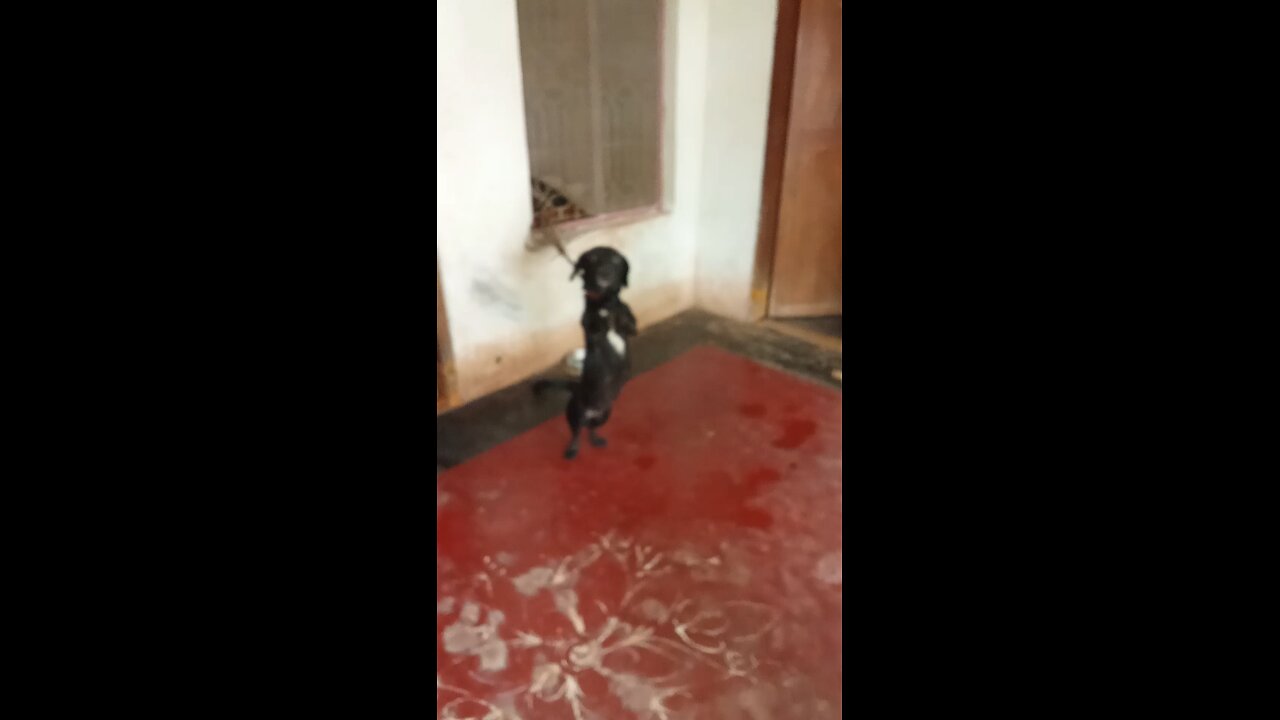 my pets affection on meeting after 1 month