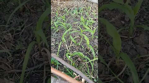 My Popcorn Is Still Growing Pretty Good #shorts #popcorn #gardening #garden #diy #selfsufficiency