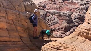 VCA Animal Referral & Emergency Center of Arizona has some safety tips for hiking with your pet