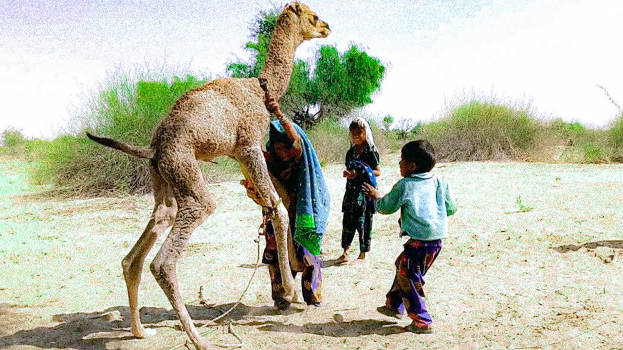 A baby camel is playing with a human baby || رضيع الجمل يلعب مع رضيع بشري