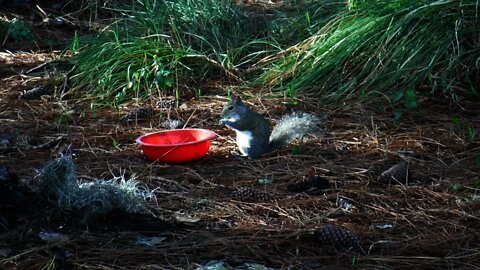 Squirrel Attacks Dog Food Bowl